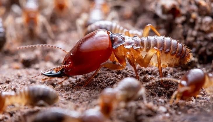 7 Cara Ampuh Mendeteksi Dini Tanda-Tanda Serangan Rayap pada Kayu Sebelum Terlambat